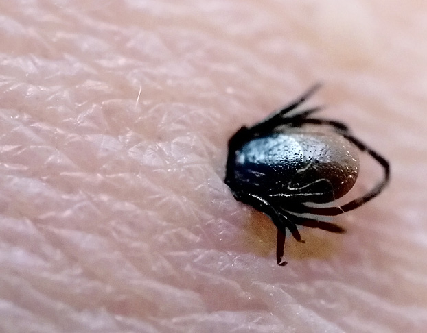 The vector of Lyme's disease caught in the act