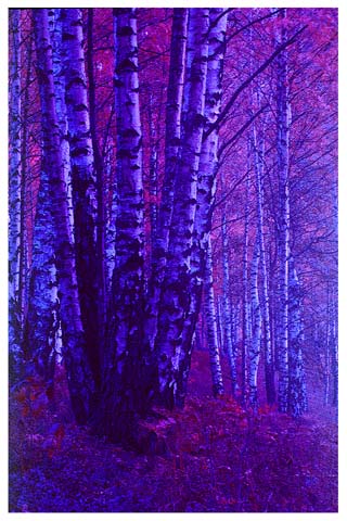 UV Birch Forest 