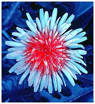 Taraxacum vulgare. UV light