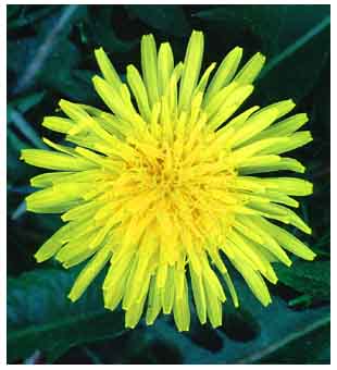 Taraxacum vulgare. Visible light