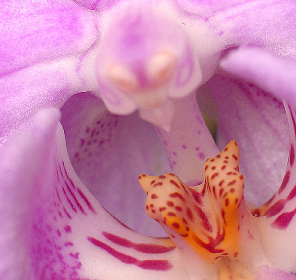 Orchid